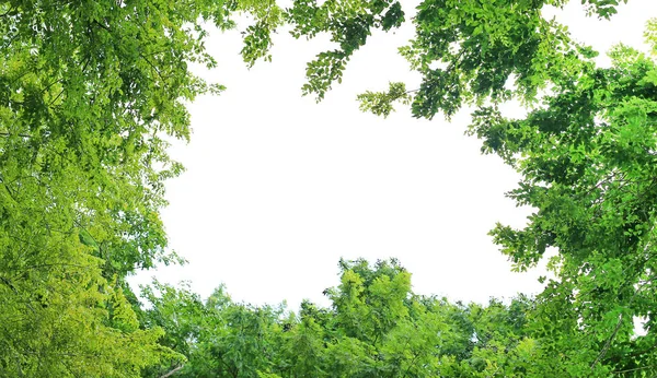 Frame Van Boom Blad Met Kopie Ruimte — Stockfoto