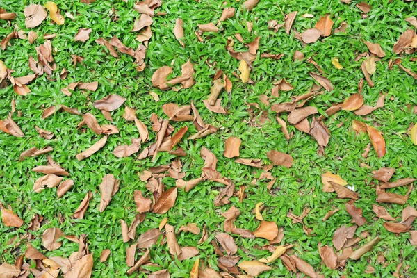 秋の乾燥した葉は 緑の芝生のフィールドに落ちる ビューの上 — ストック写真