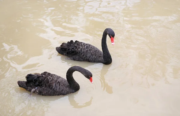 Black Swans Floating Pond — Stock Photo, Image