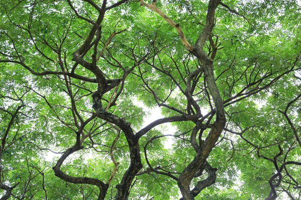 ツリーの葉と空の背景に対して庭の枝 — ストック写真