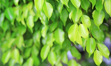 Yeşil ağaç yaprağına parkta temiz desenli arka plan bulanık. Yakın çekim doğa web tasarım veya duvar kağıdı olarak kullanılmak üzere alan bırakır.