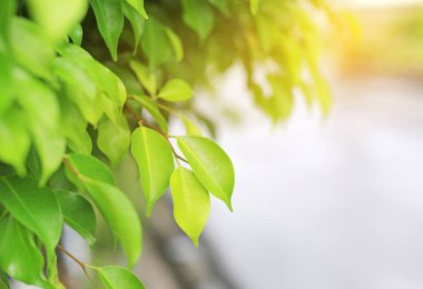 Taze yeşil ağaç yaprağına yaz bahçesinde bulunan güneş ışınlarının arka plan bulanık. Yakın çekim doğa alanında bırakır