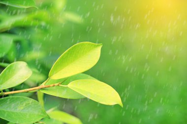 Yakın çekim Genç yeşil ağaç üst yaprak üzerinde yağmur ile arka bahçede bulanık.