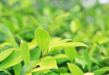 Taze yeşil ağaç yaprağına yaz bahçesinde bulunan kopya alanı ve temiz desen arka plan bulanık.