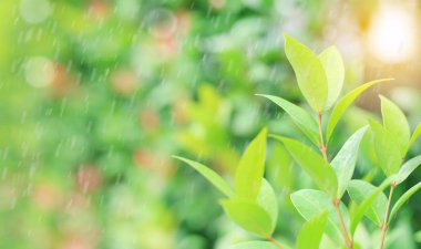Taze genç yeşil ağaç üst yaprağı ile yağmur ve güneş ışınlarının yaz bahçesinde arka plan bulanık. Yakın çekim doğa web tasarım veya duvar kağıdı olarak kullanılmak üzere alan bırakır.