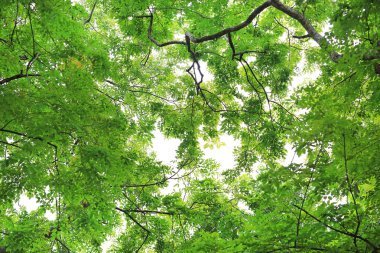 Ağaç yaprağı ve gökyüzü arka plan bahçe dallarında.