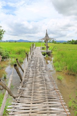 Çeltik tarlasında tahta bambu köprüsü.