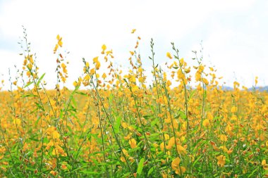Beautiful yellow flower Sunhemp in nature. Landscape scenery and natural background. clipart