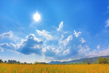Güzel sarı çiçek Sunhemp alan Dağları güneşli gün ile. Manzara manzara arka plan.