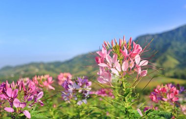 Güzel pembe ve beyaz örümcek çiçek (Cleome spinosa) dağ ve mavi gökyüzü arka plan ile yaz bahçesinde.