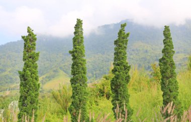 Satır güzel çam ağaçlarının Dağları'nın arka bahçesinde.