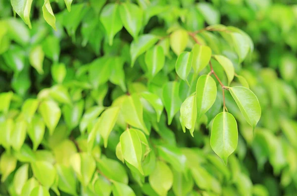 Čerstvý Zelený List Rozostřeného Pozadí Letní Zahradě — Stock fotografie