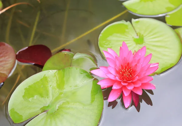 Belle Fleur Lotus Rose Dans Étang Gros Plan Lys Eau — Photo