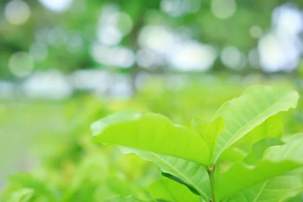 Čerstvý Zelený Strom List Rozostřeného Pozadí Letní Zahradě Příroda Zblízka — Stock fotografie