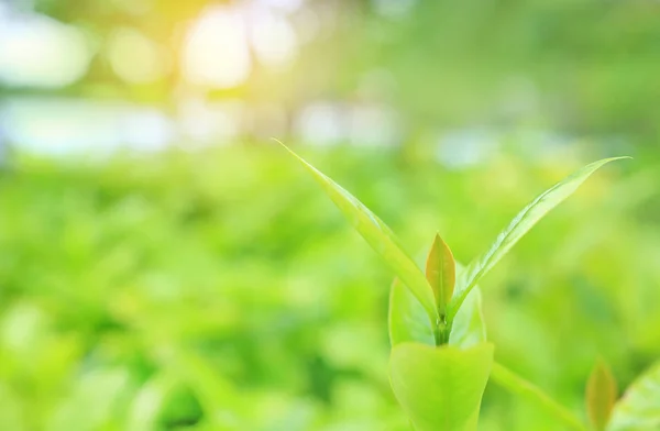 Čerstvý Zelený Strom List Rozostřeného Pozadí Letní Zahradě Sluneční Paprsky — Stock fotografie