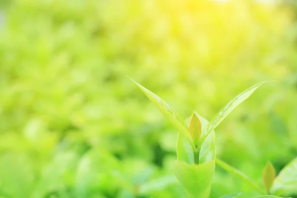 Fresh Green Tree Leaf Blurred Background Summer Garden Copy Space — Stock Photo, Image