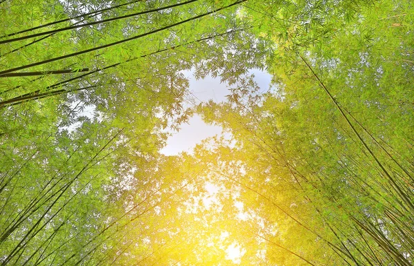 Lush green of Bamboo tunnel with rays of sunlight.