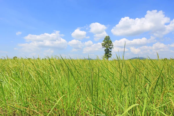 Beautiful Puffy Cloud Blue Sky Young Green Paddy Rice Field — Stock Photo, Image