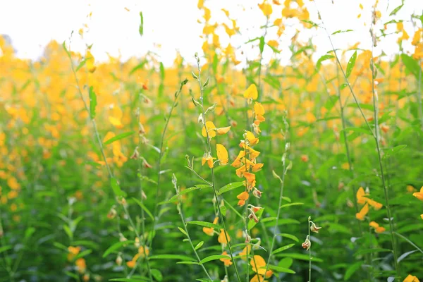 Beautiful Yellow Flower Sunhemp Nature Landscape Scenery Natural Background — Stock Photo, Image