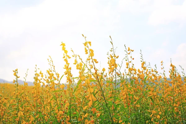 Belle Fleur Jaune Chanvre Dans Nature Paysage Arrière Plan Naturel — Photo