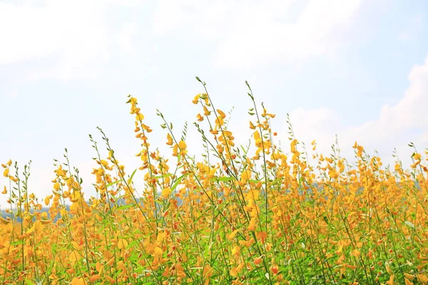 Schöne Gelbe Blume Sonnenhanf Der Natur Landschaft Und Natürlicher Hintergrund — Stockfoto