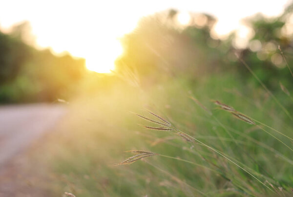 Nature wild grass flower at golden sunset. Shallow depth of field.