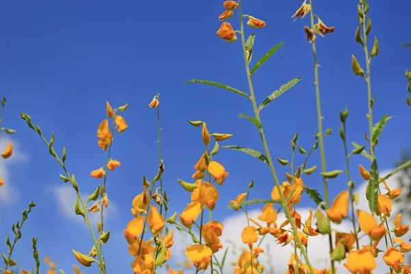 Beautiful Yellow Flower Sunhemp Blue Sky Background — Stock Photo, Image