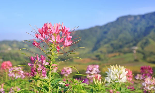 美しいピンクと白いくも花 Cleome Spinosa 山と青い空を背景に夏の庭で — ストック写真