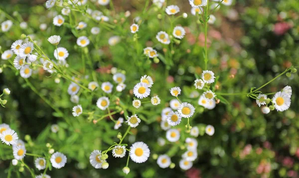 Marguerite Daisy Flor Jardim — Fotografia de Stock