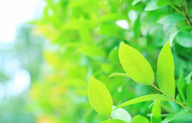 Yeşil ağaç yaprağına Park kopya alanı ve temiz desen ile arka plan bulanık. Yakın çekim doğa web tasarım veya duvar kağıdı olarak kullanılmak üzere alan bırakır.