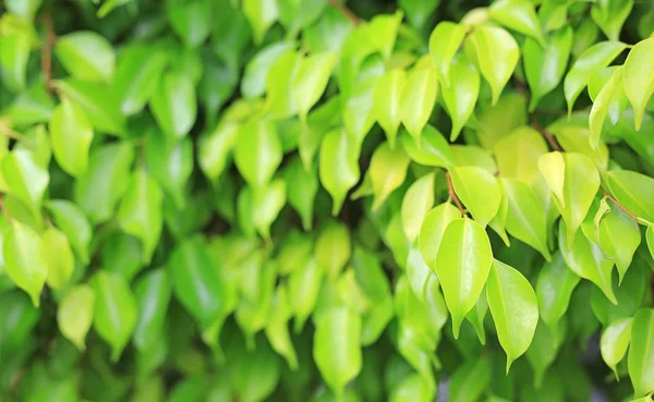 Folha Árvore Verde Fundo Desfocado Parque Com Padrão Limpo Close — Fotografia de Stock