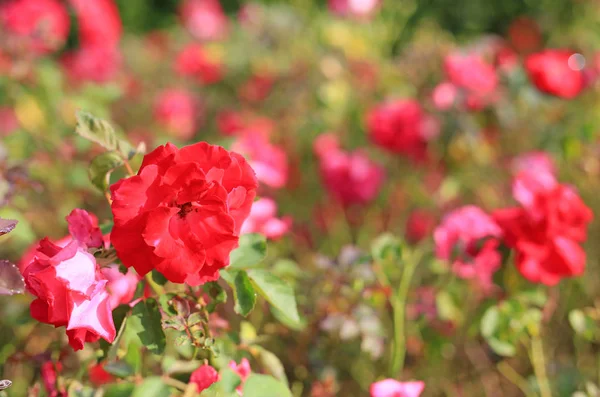 Mooie Rode Rozen Bloem Tuin — Stockfoto