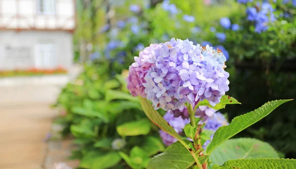 Hydrangea Flowers Garden — Stock Photo, Image