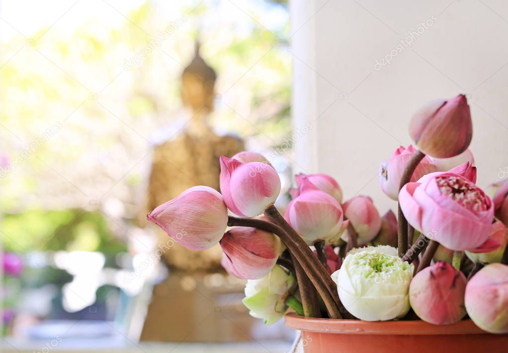 Lotus for Buddhist religious ceremony