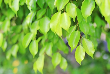 Yeşil ağaç yaprağına parkta temiz desenli arka plan bulanık. Yakın çekim doğa alanında bırakır