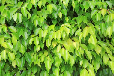 Yeşil ağaç yaprağına parkta temiz desenli arka plan bulanık. Yakın çekim doğa web tasarım veya duvar kağıdı olarak kullanılmak üzere alan bırakır.