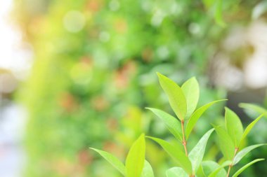 Taze yeşil ağaç yaprağına yaz bahçesinde bulunan kopya alanı ve temiz desen arka plan bulanık.