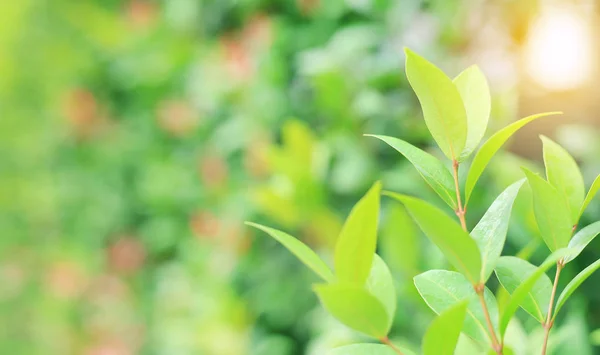 Folha Árvore Verde Fresca Fundo Desfocado Jardim Verão Com Raios — Fotografia de Stock