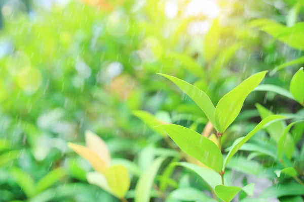 サマー ガーデンには雨と日光の光線で背景をぼかした写真に新鮮な若い緑の木の一番上の葉 — ストック写真