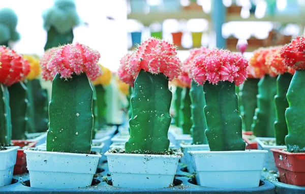 Cactus Colorato Serra Crescita — Foto Stock