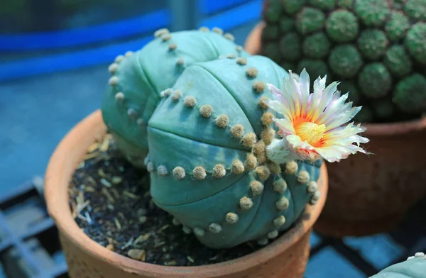 Cactus Flower Greenhouse Growing — Stock Photo, Image