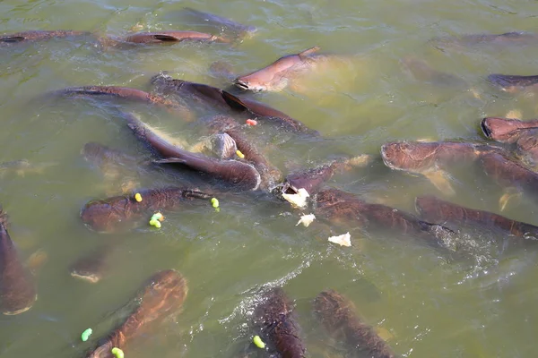 在池塘里喂条纹猫科动物 泰国彩虹鲨在河里吃东西 — 图库照片