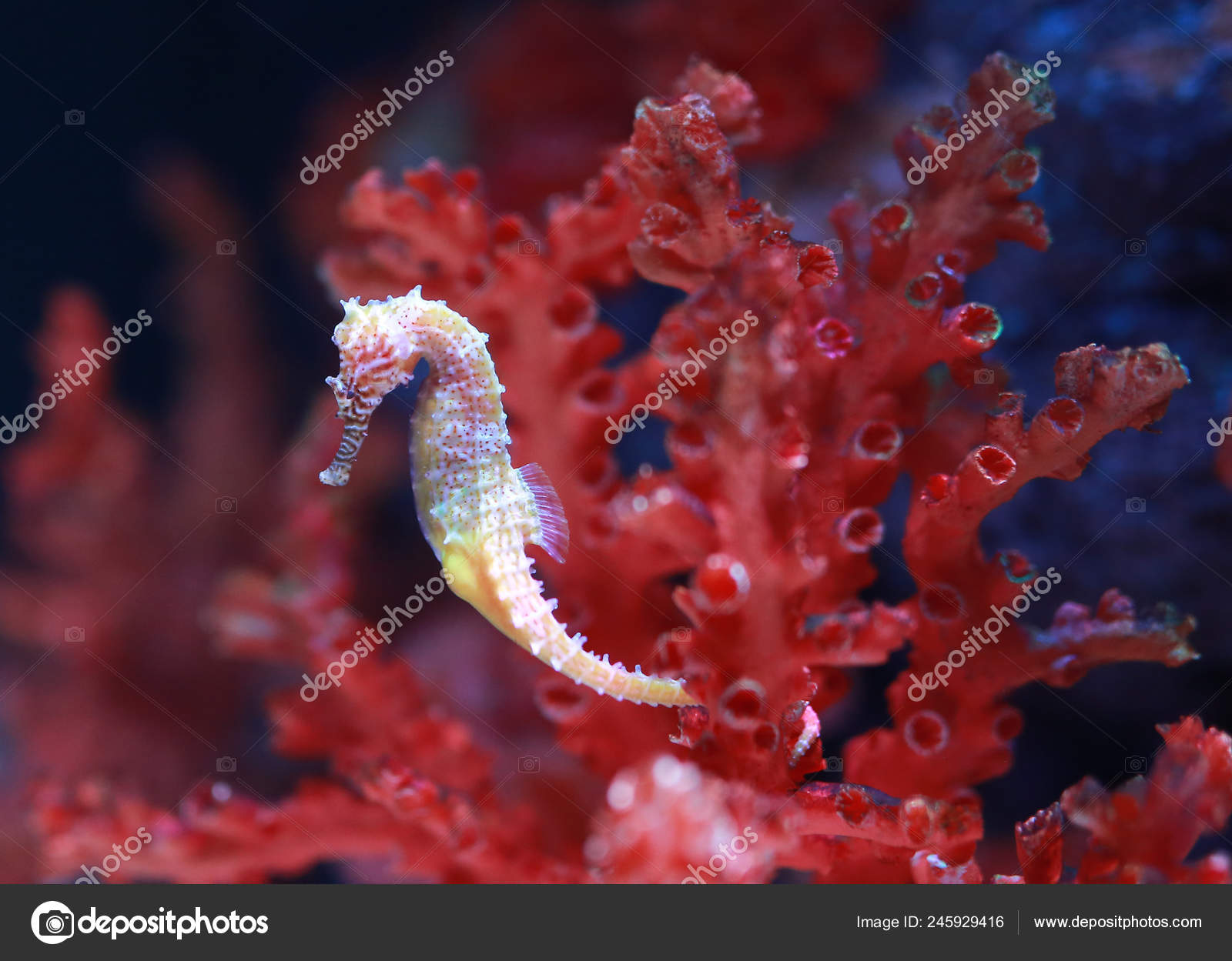 File:Cavalo Marinho (Hippocampus) - Aquário de São Paulo - panoramio.jpg -  Wikimedia Commons