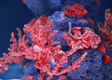 Mercan akvaryum su tankında