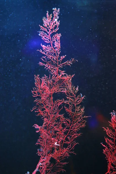 Alga Nella Vasca Dell Acquario — Foto Stock