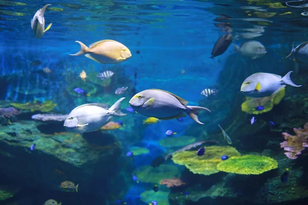 Korallen Und Fische Aquarium — Stockfoto