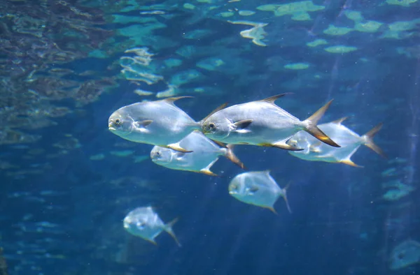 Balıkların Akvaryum Tankı — Stok fotoğraf