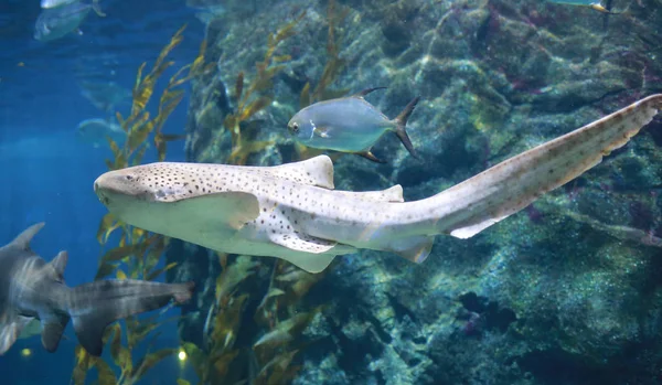 Tiburón Leopardo Tiburón Cebra Nadando Agua Azul — Foto de Stock