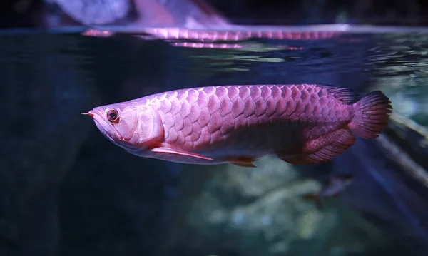 Arowana Fische Schwimmen Wasser Aquarium — Stockfoto