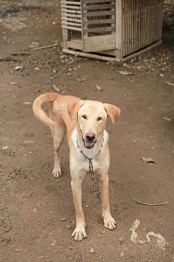 Bir zincir üzerinde Tay köpek.